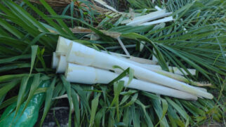 O Vale do Ribeira se tornou referência nacional na produção de palmito pupunha graças ao cultivo sustentável e ao investimento no campo (Foto: FAEMG SENAR)