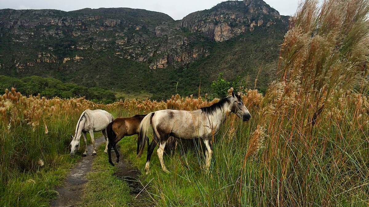 Parque Nacional da Serra do Cipó (Foto_ Andrea Dallevo_Wikimedia Commons)