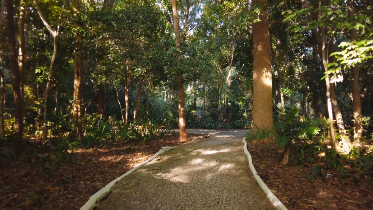 Parque Trianon na Paulista em São Paulo (Foto_ Reprodução YouTube_São Paulo Urbana) (6)