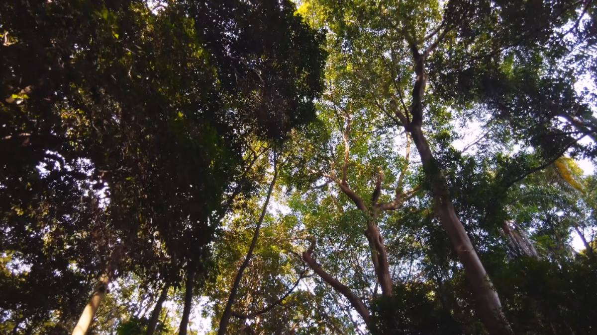 Parque Trianon na Paulista em São Paulo (Foto_ Reprodução YouTube_São Paulo Urbana) (6)