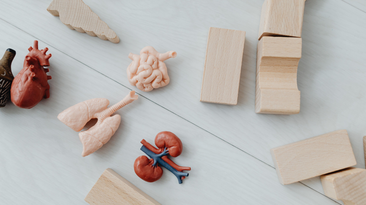 Os rins filtram o sangue, eliminam toxinas e regulam funções vitais do organismo diariamente (Foto: kaboompics/ Pexels)