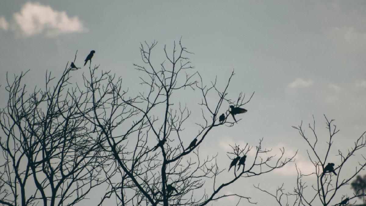 A dispersão de sementes feita pelas aves fortalece a regeneração de áreas degradadas da Mata Atlântica (Foto: Amanda Lemos/ Pexels)