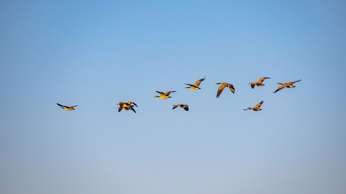 Cada voo pode significar novas árvores: aves espalham sementes e impulsionam o reflorestamento natural (Foto: Robert So/ Pexels)