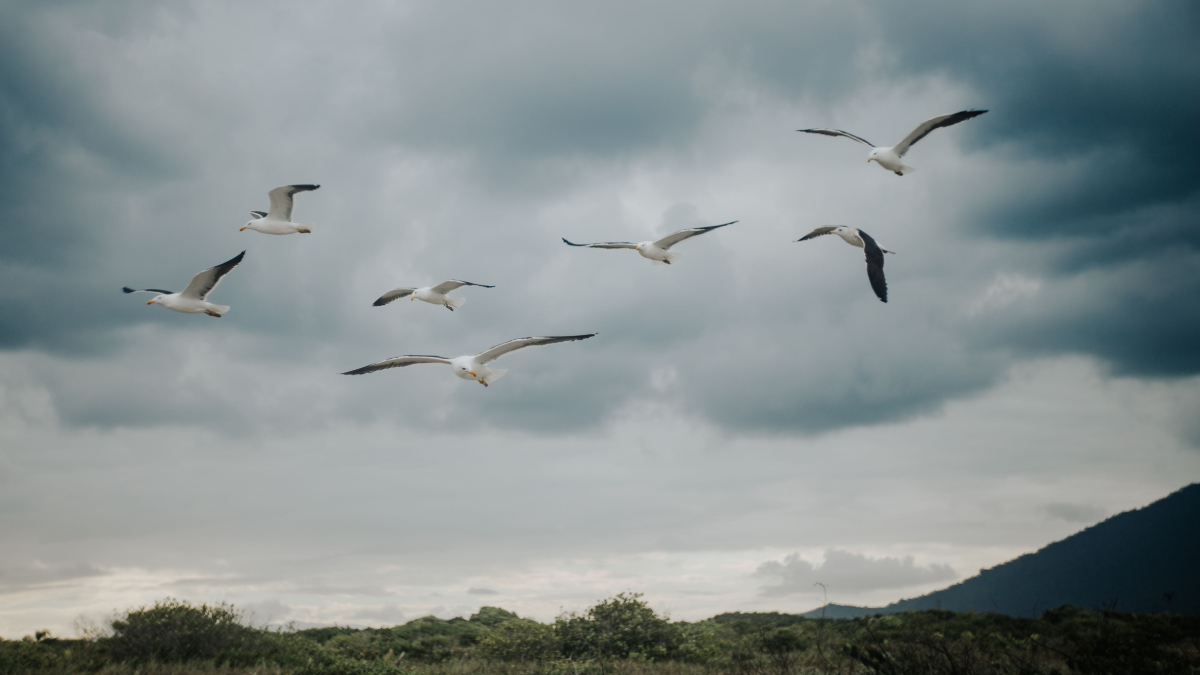 Ao se alimentarem de frutos, aves frugívoras contribuem naturalmente para o reflorestamento da Mata Atlântica (Foto: Matheus Bertelli/ Pexels)