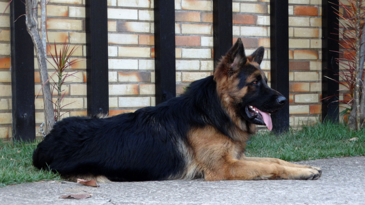 O Pastor Alemão também pode atuar como cão-guia graças à alta inteligência, resistência física e excelente capacidade de concentração (Foto: Malcoln Oliveira/ Pexels)