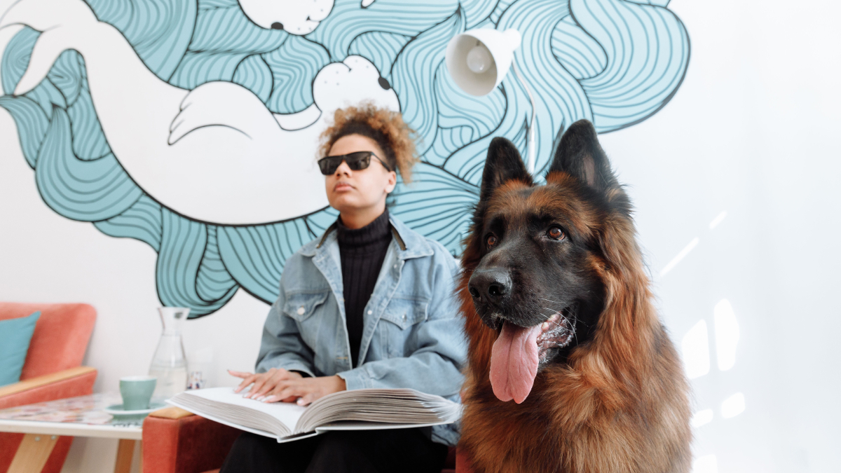 Com alta capacidade de concentração e excelente obediência, o Pastor Alemão também pode atuar como cão-guia em programas especializados (Foto: Thirdman/ Pexels)