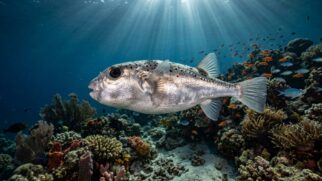 O peixe-balão-prateado (Lagocephalus sceleratus) invadiu o Mediterrâneo e está transformando recifes em cenários de guerra ambiental. (Foto: Reprodução IA)