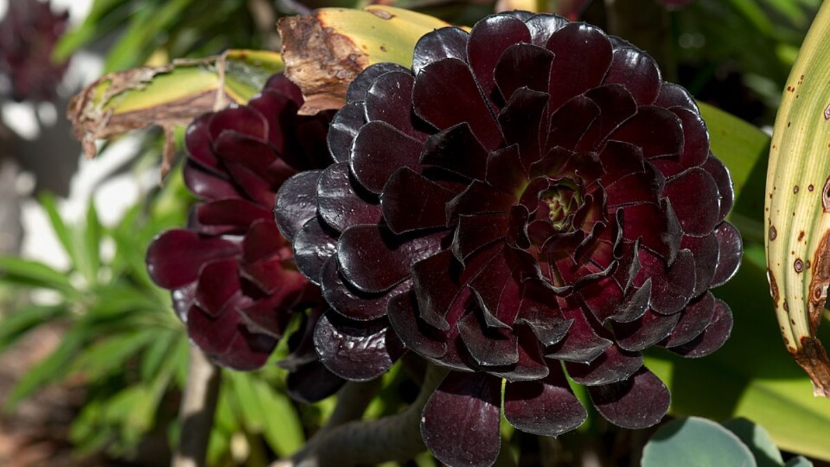 Aeonium arboreum 'Zwartkop' (Rosa Negra): Rosetas suculentas de um tom roxo-escuro tão intenso que parece preto. Exige sol pleno ou muita luz direta para manter a coloração escura (Foto: Derrick Coetzee/Wikimedia Commons)