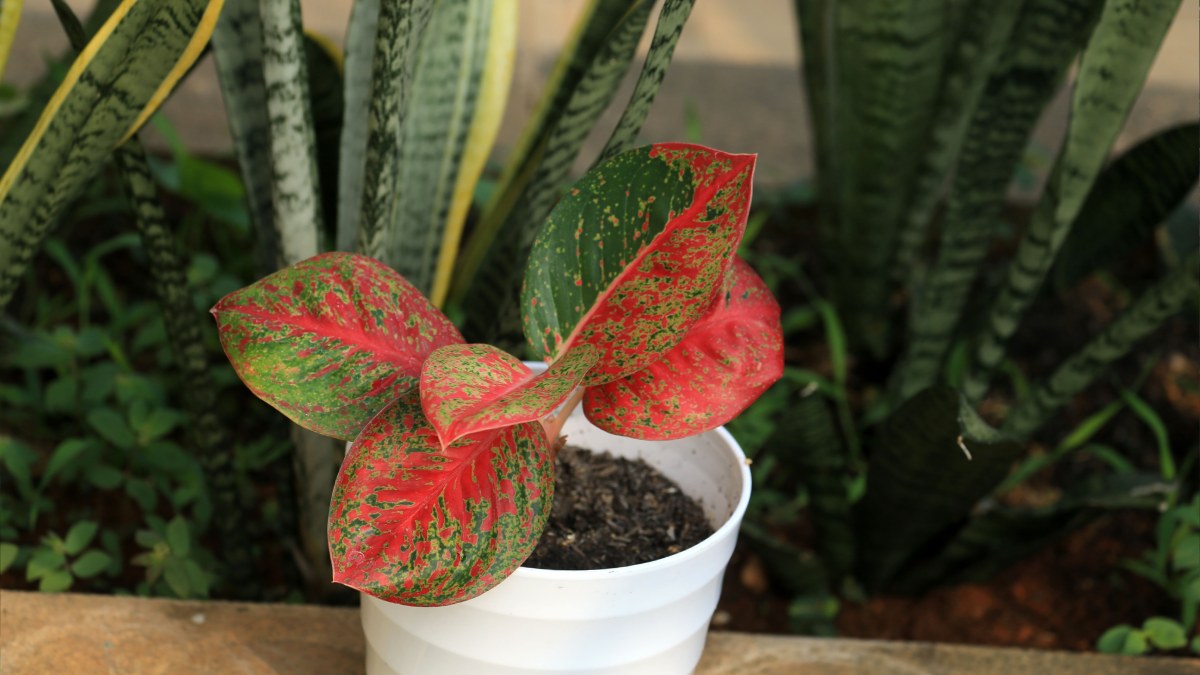 Planta Aglaonema (Foto_ Jeffry Surianto_Pexels)
