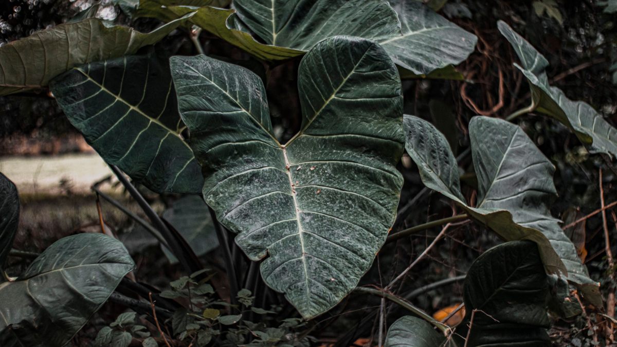 Alocasia Black Velvet: Folhas pequenas e aveludadas de cor preta profunda com nervuras brancas contrastantes. Aprecia locais internos muito bem iluminados, mas sem sol direto (Foto: Pexels/Nothing Ahead)