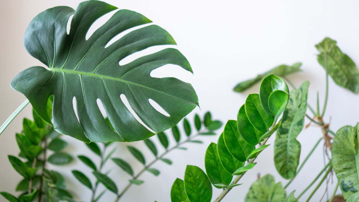 Planta Costela-de-Adão (Foto_ Komet Flicker_Pexels)