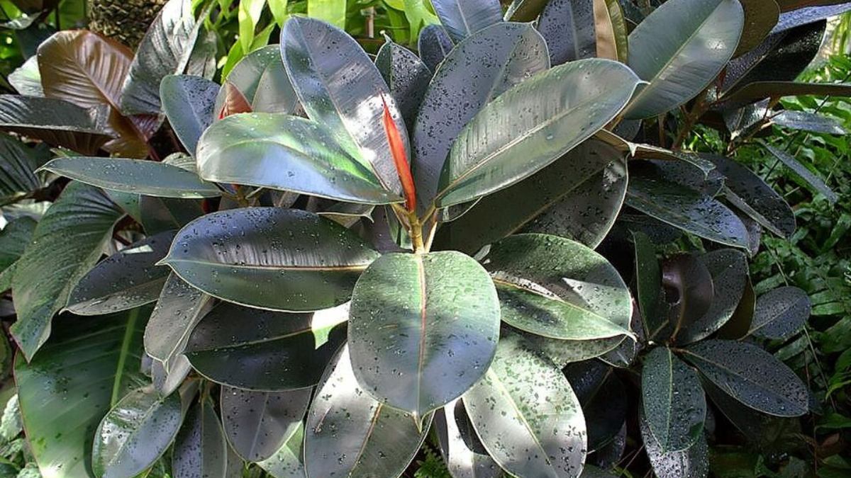 Ficus Burgundy (Ficus elastica 'Burgundy'): Folhas grandes, brilhantes e imponentes de um verde-escuro que chega ao tom de vinho. Ideal para interiores com excelente iluminação ou varandas protegidas (Foto: David J. Stang/Wikimedia Commons)