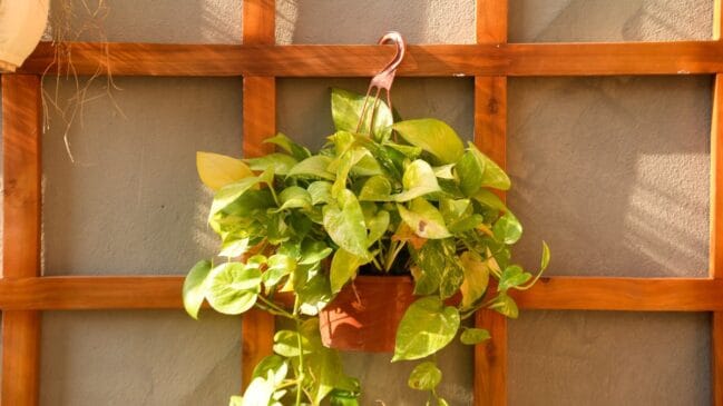 Planta Jiboia (Foto_ The Hung_Pexels)