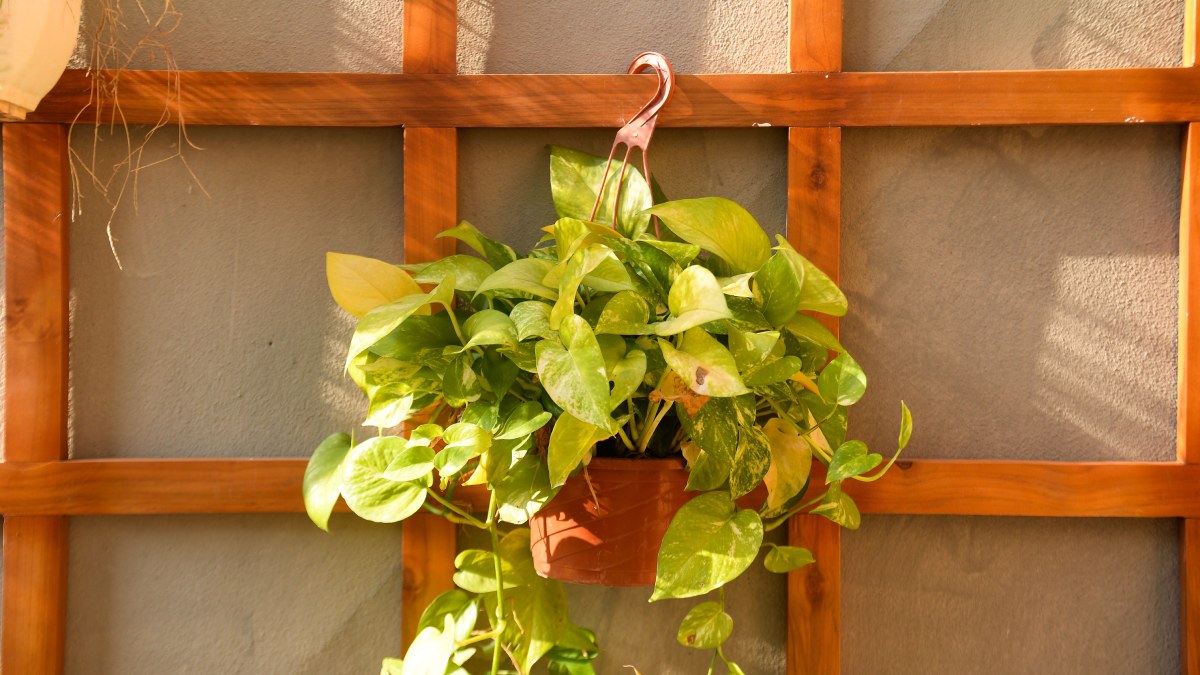 Planta Jiboia (Foto_ The Hung_Pexels)