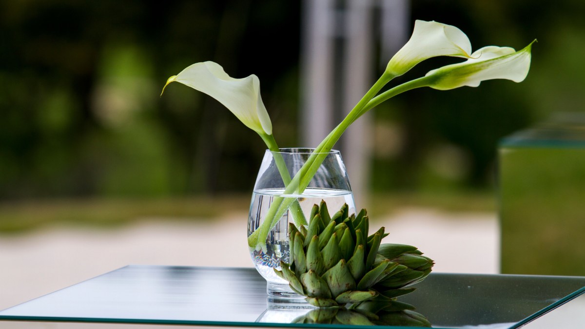 Planta Lírio-da-paz (Foto_ Ramaz Bluashvili_Pexels)