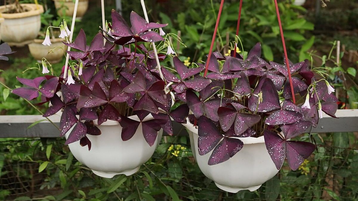 Trevo Roxo (Oxalis triangularis): Folhas delicadas em formato triangular com uma coloração roxa muito escura. Requer locais bem iluminados para manter o crescimento saudável e compacto (Foto: Hải Vũ Thanh/Wikimedia Commons)