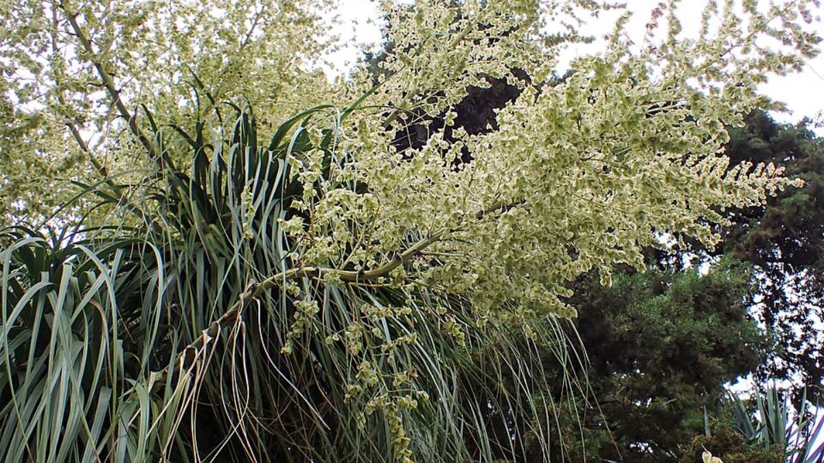 Planta Pata-de-elefante Beaucarnea recurvata (Foto: Krzysztof Ziarnek, Kenraiz/Wikimedia Commons)