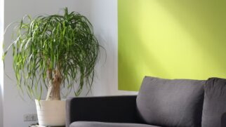 Pata-de-elefante é uma planta ornamental de fácil cultivo, resistente à seca e muito valorizada no paisagismo (Foto: Pixabay/Pexels)