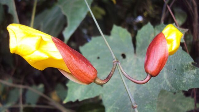 Além dos nomes científicos, diversas plantas ficaram conhecidas por apelidos curiosos que fazem parte da cultura popular e chamam a atenção de jardineiros (Foto: Vinayaraj/Wikimedia Commons)