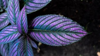 Conheça seis plantas que chamam a atenção pela beleza e veja os cuidados essenciais para mantê-las saudáveis dentro de casa (Foto: Pexels/Laura Paredis)