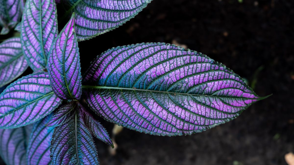 Escudo-persa (Strobilanthes dyeriana): Folhas com tons de roxo profundo e reflexos metálicos escuros. Gosta de meia-sombra ou luz indireta (Foto: Pexels/Laura Paredis)