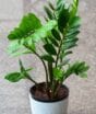 Composições com plantas transformam paredes e renovam a decoração da casa com jardins verticais e combinações de folhagens que aproveitam melhor cada espaço