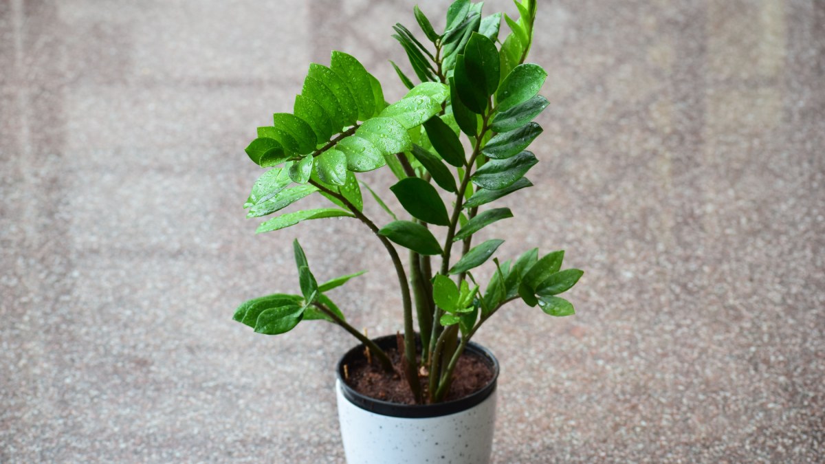 Planta Zamioculca (Foto_ Lokesh Tiwari_Pexels)