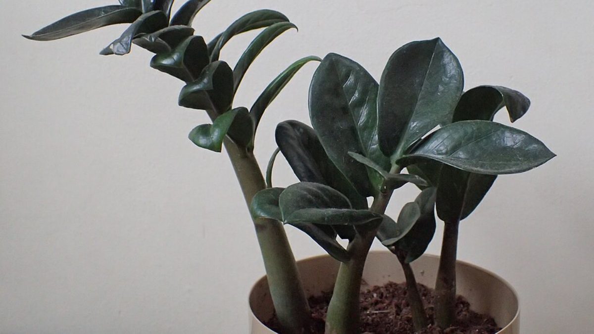 Zamioculca Raven (Zamioculca zamiifolia): Folhas que nascem verdes e escurecem até um tom quase preto. Extremamente resistente e de baixa manutenção. Tolera ambientes de baixa luminosidade e exige pouca água (Foto: Krzysztof Ziarnek, Kenraiz/Wikimedia Commons)