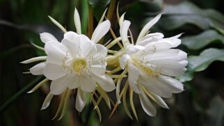 Veja como plantar, manter a floração e os cuidados necessários antes de ter a dama-da-noite no jardim (Foto: Adriano Makoto Suzuki/Wikimedia Commons)