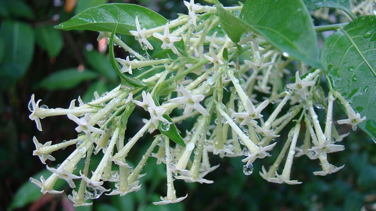 As flores se abrem apenas à noite e atraem mariposas que fazem a polinização Foto_ Asit K. Ghosh Taumaturgo_Wikimedia Commons)