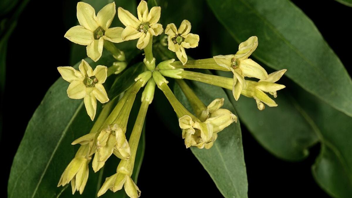Apesar disso, todas as partes da planta são tóxicas, e o perfume intenso pode causar desconforto em pessoas sensíveis (Foto_ SAplantas_Wikimedia Commons)