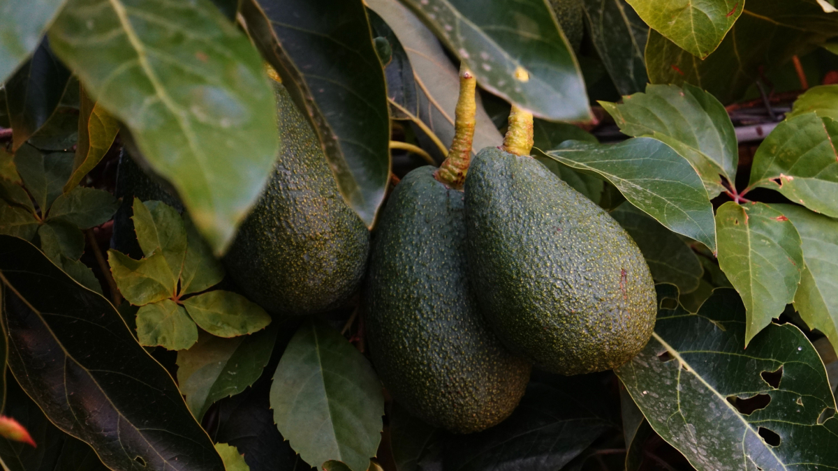 Transformar o caroço de abacate em uma nova planta é uma das formas mais populares de evitar o desperdício (Foto: BREAKS OUT/ Pexels)