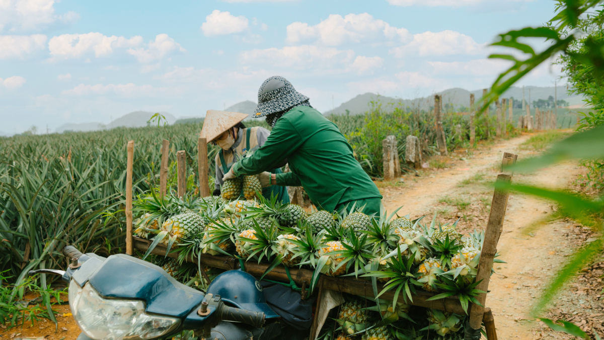 Plantação de abacaxi em Pombos, cidade pernambucana que se tornou referência nacional na produção da fruta (Foto: HONG SON/ Pexels)