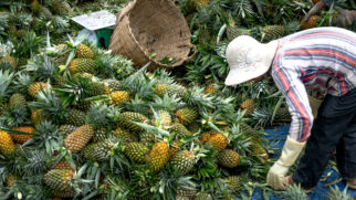 Pombos, em Pernambuco, é conhecida como a capital do abacaxi e produz mais de 22 milhões de frutos por ano (Foto: Quang Nguyen Vinh/ Pexels)