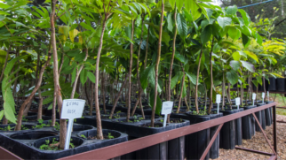 Espécies que podem ser plantadas no Memorial Parque das Cerejeiras