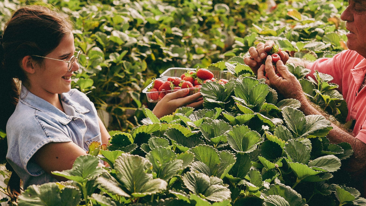 O uso de fertilizantes caseiros pode fortalecer as raízes e estimular uma colheita mais abundante de morangos (Foto: Jonathan Borba/ Pexels)