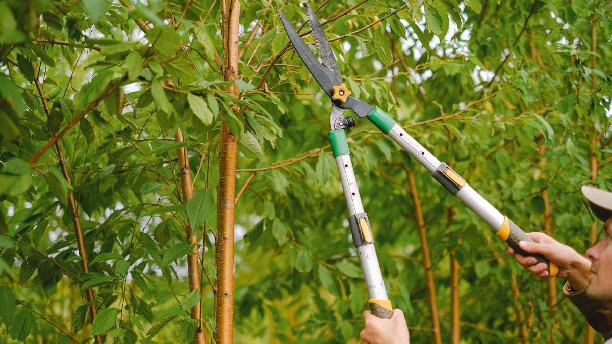 Ferramentas limpas e cortes precisos fazem toda a diferença para uma poda segura e eficiente durante o inverno (Foto: Anna Shvets/ Pexels)