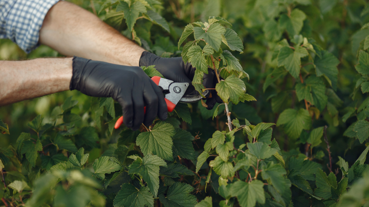 A poda de inverno melhora a circulação de ar entre os galhos e prepara o jardim para uma primavera mais vigorosa (Foto: Gustavo Fring/ Pexels)
