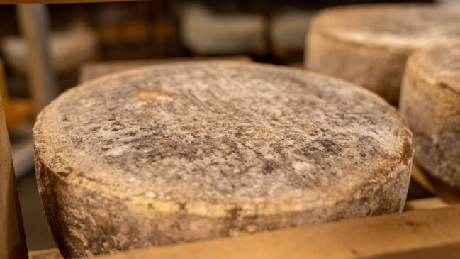 O Casu Marzu é um queijo típico da Sardenha, conhecido pela presença de larvas vivas durante a maturação (Foto: Mark Stebnicki/ Pexels)