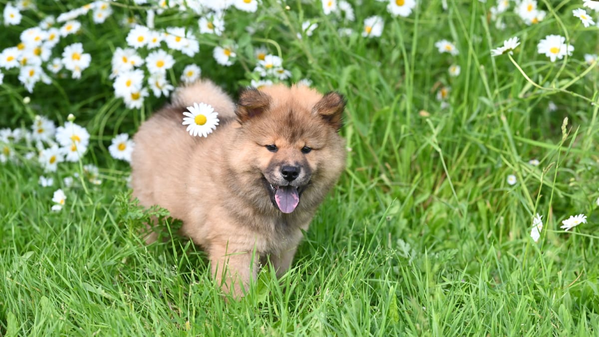 O Chow Chow é a raça mais famosa pela língua azul-escura, uma característica genética que o torna facilmente reconhecido (Foto: JacLou- DL/ Pexels)