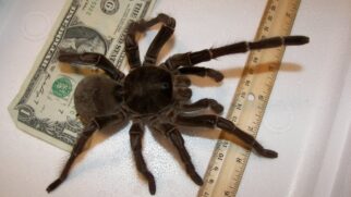 Conhecida como tarântula-golias, a aranha-comedora-de-pássaros pode ter envergadura de até 30 centímetros e pesar 175 gramas (Foto: Snakecollector/Wikimedia Commons)