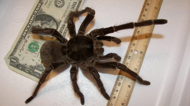 Conhecida como tarântula-golias, a aranha-comedora-de-pássaros pode ter envergadura de até 30 centímetros e pesar 175 gramas (Foto: Snakecollector/Wikimedia Commons)
