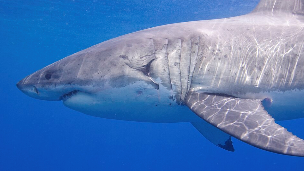 Monitorado por pesquisadores, o maior tubarão-branco do Atlântico segue sua rota natural em direção à costa leste dos Estados Unidos (Foto: Elias Levy/ Wikimedia Commons)