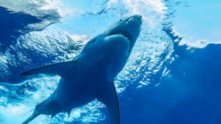 O maior tubarão-branco já monitorado no Atlântico Norte está a caminho das águas de Cape Cod, um dos destinos turísticos mais famosos dos Estados Unidos (Foto: Sharkcrew/ Wikimedia Commons)