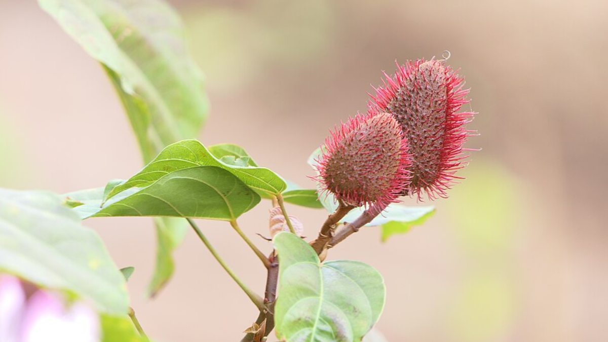 Urucum Bixa orellana L (Foto_ Dinesh Valke_Wikimedia Commons)
