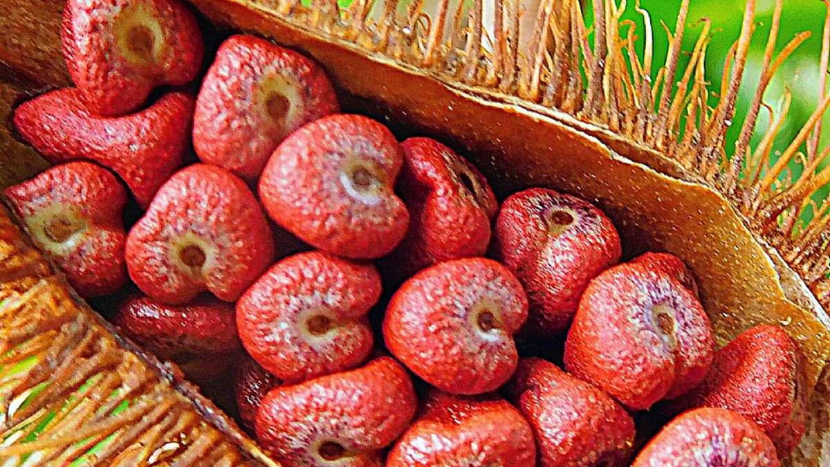 Urucum Bixa orellana L (Foto_ Filo gèn'_Wikimedia Commons)