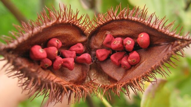Urucum Bixa orellana L (Foto_ Leonardo Ré-Jorge_Wikimedia Commons)