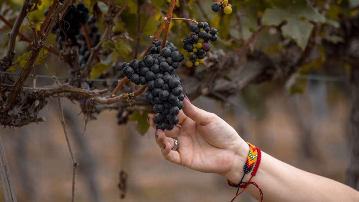 A uva é uma fruta naturalmente doce e deve ser consumida com atenção às porções, especialmente por pessoas com diabetes (Foto: Danny Lema/ Pexels)