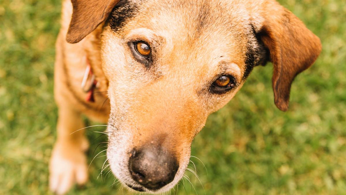 O sucesso do vira-lata caramelo ajudou a valorizar a adoção de cães sem raça definida (Foto: Magnific)