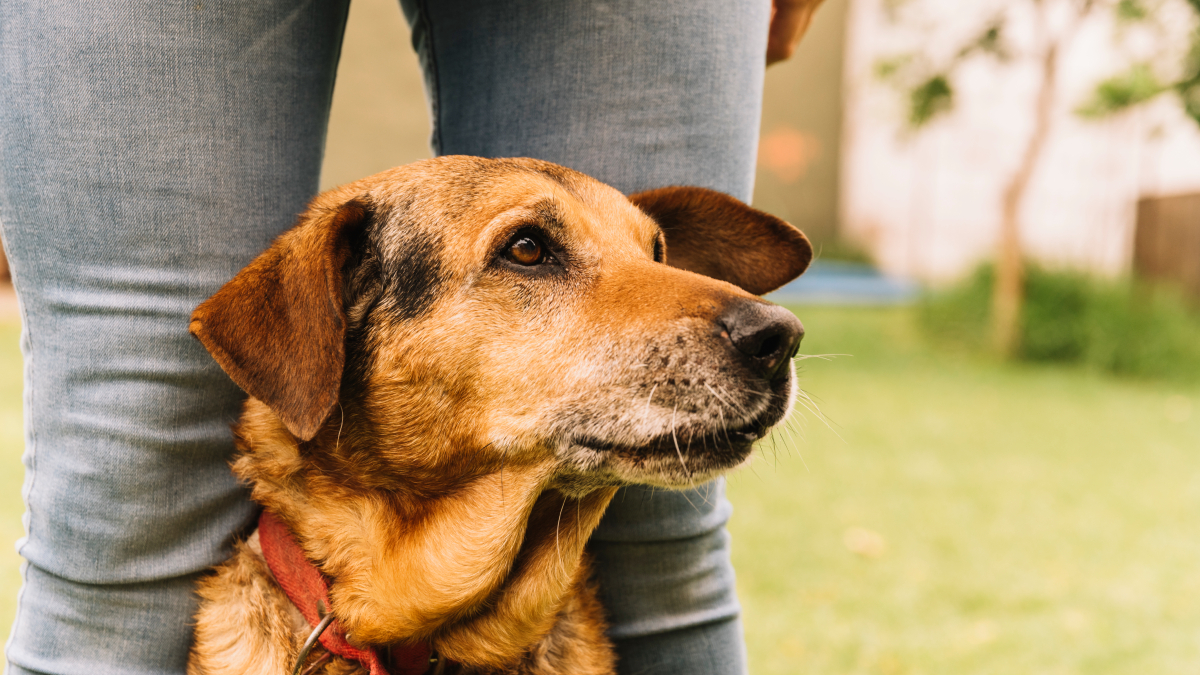 O caramelo é um dos cães sem raça definida mais populares do país (Foto: Magnific)